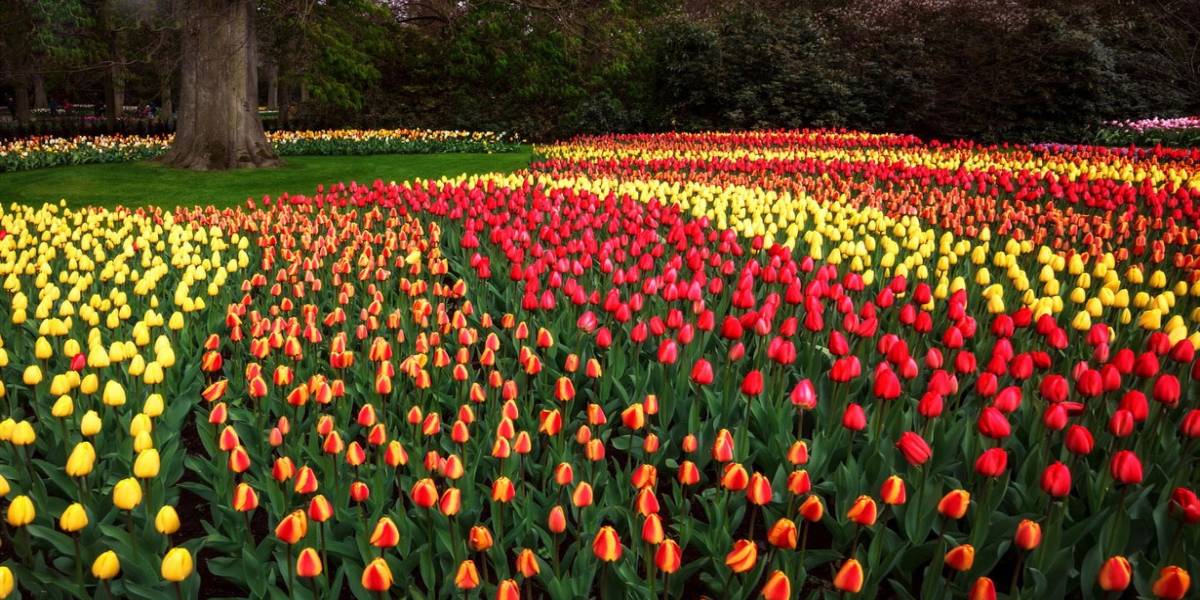 باغ اروپا هلند؛ بزرگ‌ترین باغ گل جهان